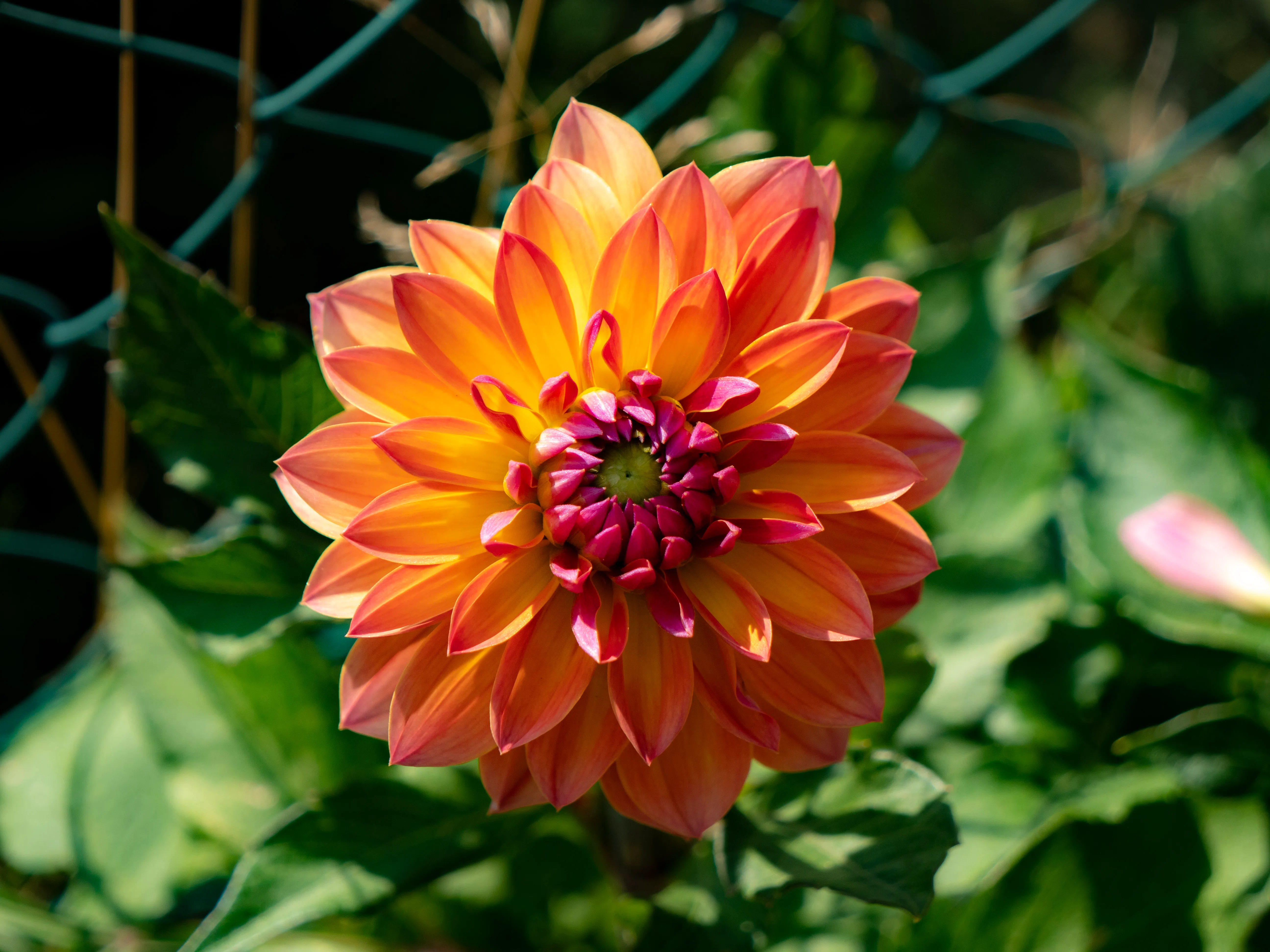 Flowers Blooming Gallery - Picture 8